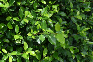 Glossy foliage of Ficus hillii ‘Flash’ (Image: Dan Austin)