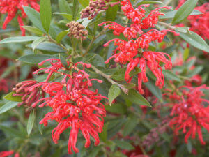 Grevillea ‘Lady O’ (Image supplied by Angus Stewart)