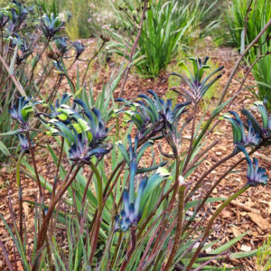 Anigozanthos ‘Masquerade’ (Image supplied by Angus Stewart)