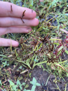 Cyperus squarrosus, Bearded Flat Sedge