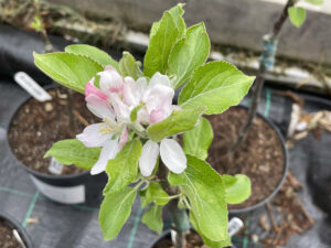 Preserving Coventry’s heritage apple varieties (Image: Coventry University)