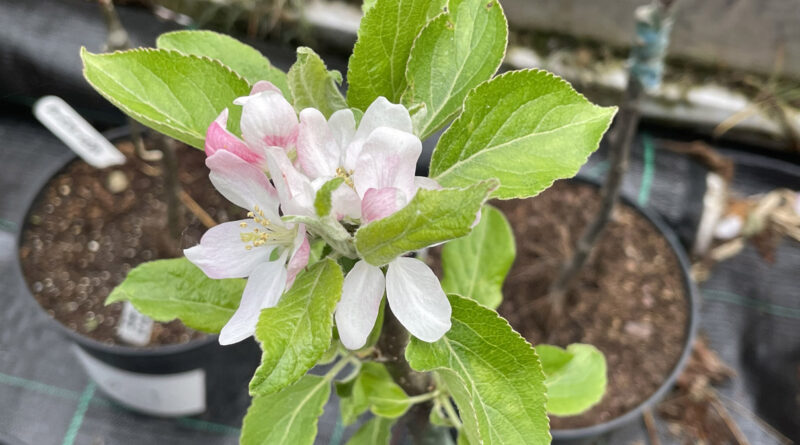Preserving Coventry’s heritage apple varieties (Image: Coventry University)