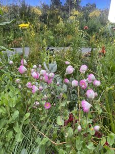 Colour achieved through plant diversity (Image: Michael Casey)