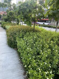 Mixed species used as streetscapes at Maxwell Station Singapore (Image: Michael Casey)