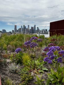 Biodiversity is achieved on this green roof through mixed plant species (Image: Michael Casey)