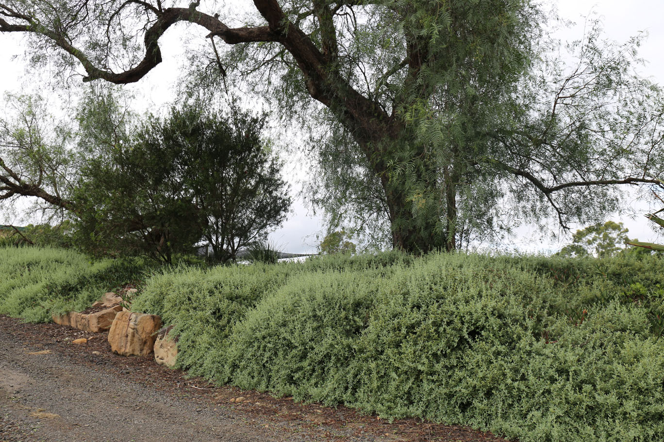 Rhagodia spinescens (Creeping Australian Saltbush)