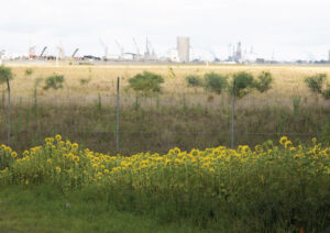 Sunflowers performed well at Deprat Gardens for some metals (Image: University of Newcastle)