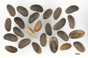 Omeo Storks-bill seeds photographed in the National Seed Bank (Image: John Fitz Gerald)