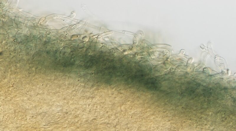A cross section of pileus surface of Pseudobaeospora taluna, highly magnified showing green reaction in an alkaline solution (Image: Royal Botanic Gardens Victoria)
