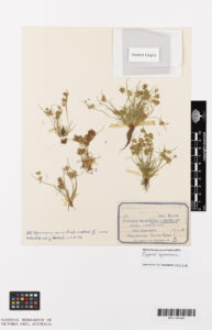 Herbarium Collection from the 1950’s