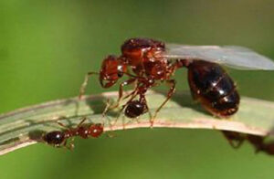 A winged fire ant queen preparing to fly to her mate and begin a new colony. Photo by Johnny N. Dell, BugwoodWiki