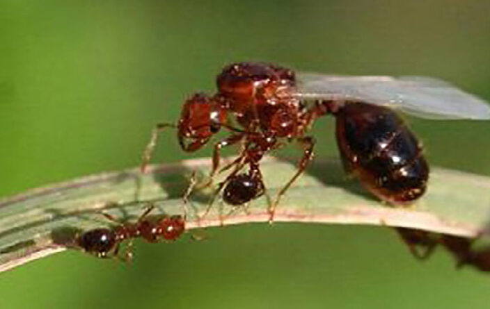 A winged fire ant queen preparing to fly to her mate and begin a new colony. Photo by Johnny N. Dell, BugwoodWiki