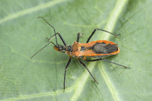 There are hundreds of assassin bug species in Australia