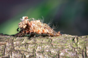 Green lacewing larva with debris on its back