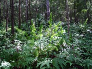 Bush foliage doesn’t grow in paddock rows (Image: CHFF/PGA)