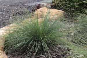 Pacific Sky™ Lomandra (Image: Ozbreed)