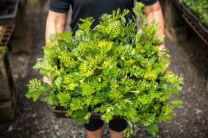 Grevillea tubestock ready for delivery (Image: APS)