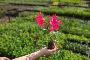 Tubestock azalea already flowering (Image: APS)