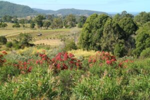 The Sunshine Coast’s climate is perfect for year-round growing (Image: APS)