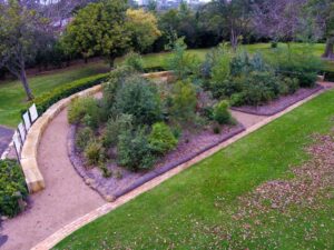 The Tiny Forest in August 2023 (Image: Wollongong Botanic Gardens)