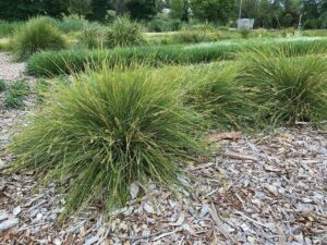 Evergreen Baby™ Lomandra (Image: Ozbreed)