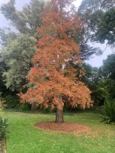 Arborists manage the health and vigour of trees (Image: Karen Smith)