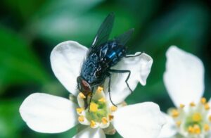 Hairy blowflies are efficient pollinators