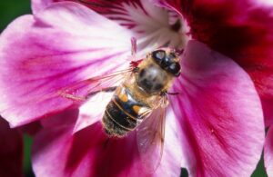 The drone fly Eristalis tenax