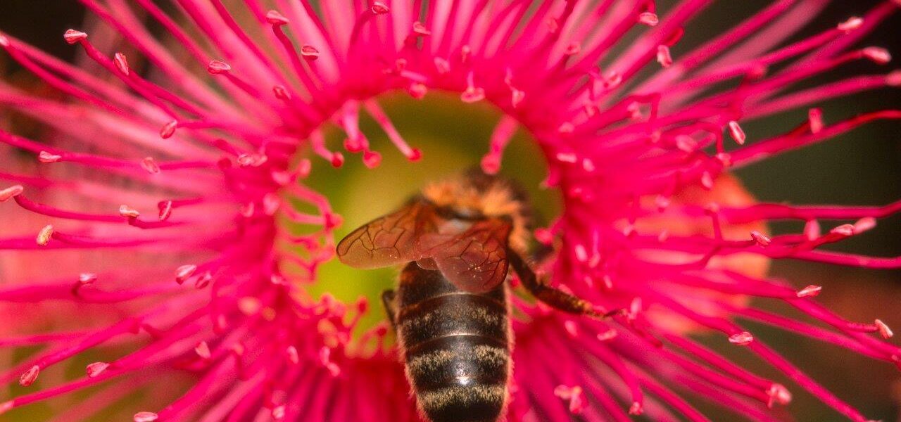 Free pollination by feral bees may decline