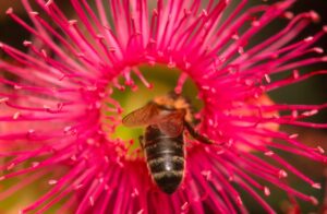 Free pollination by feral bees may decline