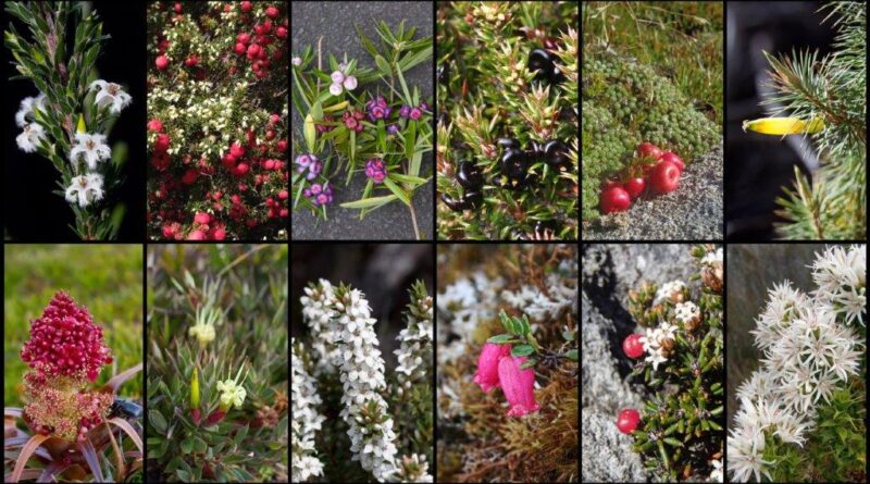 A selection of Tasmania’s native Ericaceae