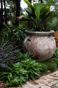 This potted Licuala grandis palm creates a feature in the private rear garden which has a tropical theme