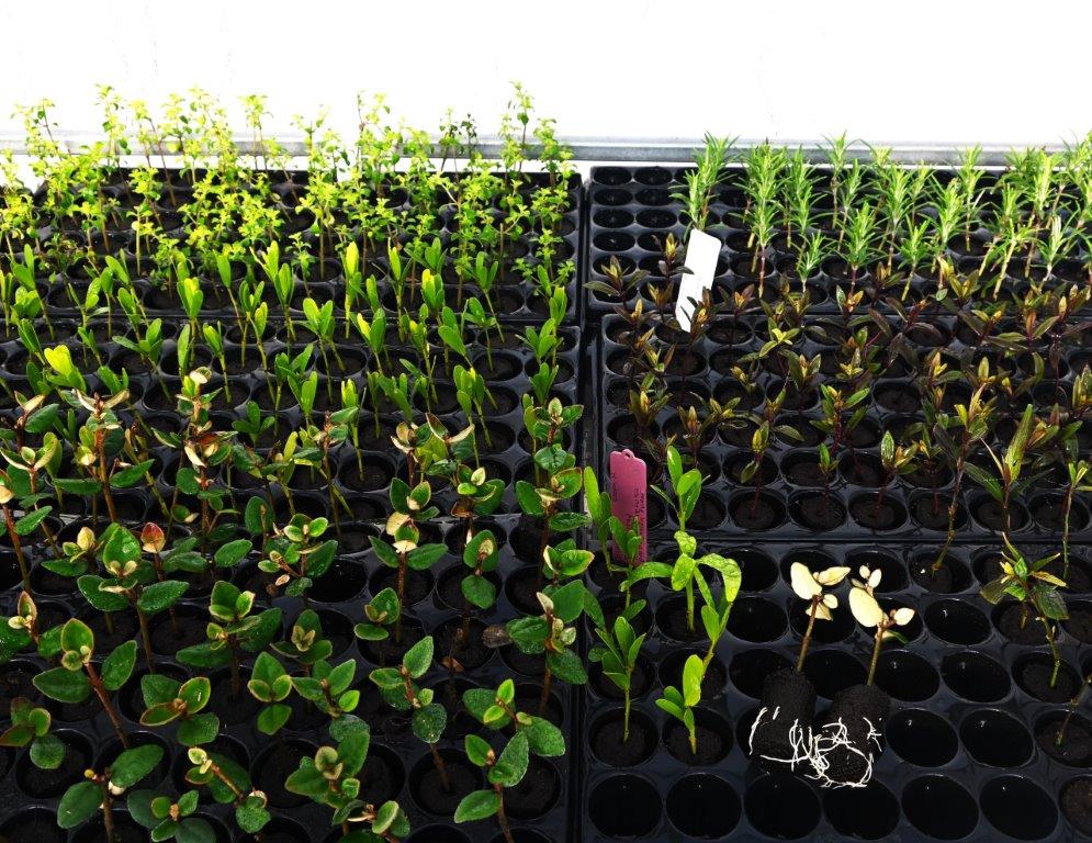 Marginal Plug Planting Preformed plugs or a conventional cutting mix? - Hort Journal Australia