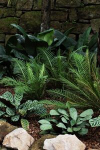 Colourful and contrasting foliage provides colour and interest in a shady garden