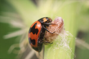 Dinocampus coccinellae pupa and ladybird (Image by Denis Crawford)