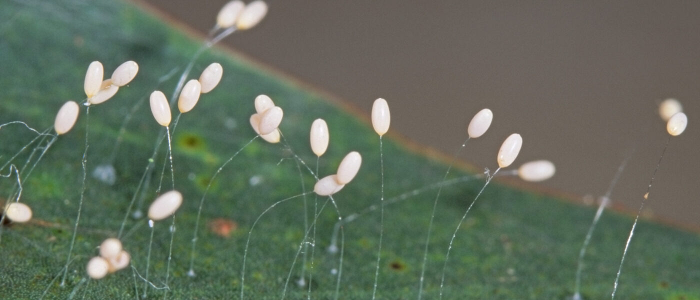 Stalked lacewing eggs (Image by Denis Crawford)