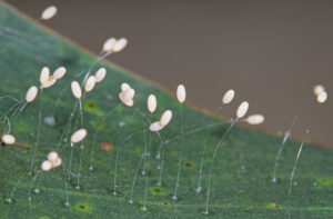 Stalked lacewing eggs (Image by Denis Crawford)