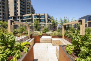 Olive and other fruit trees line the perimeter of the Sky Farm rooftop garden (Image: The Sustainable Landscape Company)