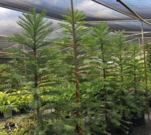 Advanced Wollemi Pines ready for transplanting from cutting propagation (image supplied by Matt Coulter)