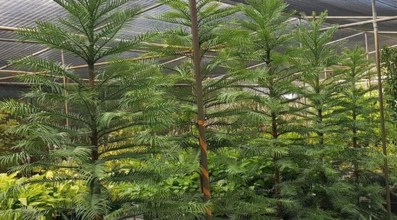 Advanced Wollemi Pines ready for transplanting from cutting propagation (image supplied by Matt Coulter)