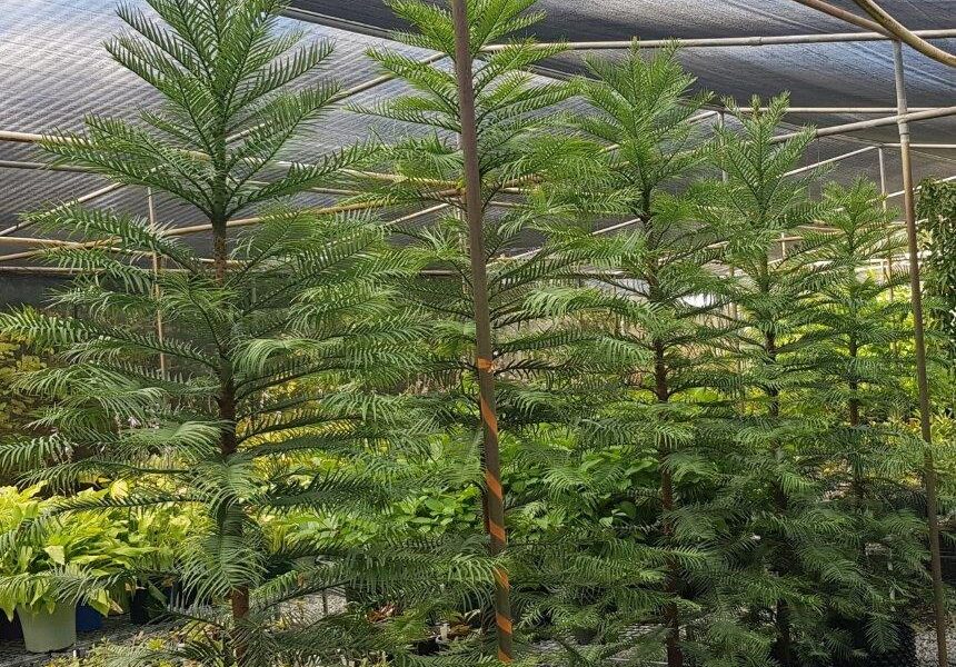 Advanced Wollemi Pines ready for transplanting from cutting propagation (image supplied by Matt Coulter)