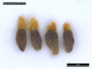 Agonis flexuosa seed under the microscope (Image: Matt Stray)