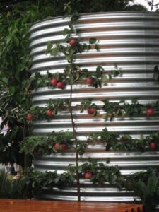 A formally espaliered apple screens this rainwater tank. (Image: Merrywood Plants)