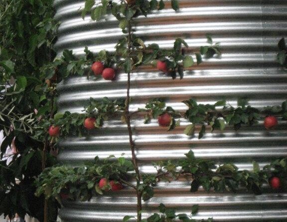 A formally espaliered apple screens this rainwater tank. (Image: Merrywood Plants)