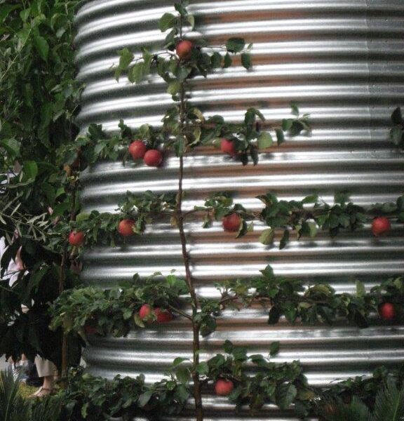 A formally espaliered apple screens this rainwater tank. (Image: Merrywood Plants)