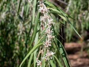 Flowers of Agonis flexuosa (Image: Emily Denham)