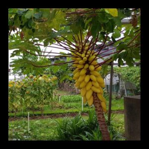 Carica papaya is a fast fruiting plant that produces masses of fruits (Image: Patrick Regnault)