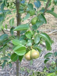 Cordon-trained pears can yield well (Image: John Fitzsimmons)