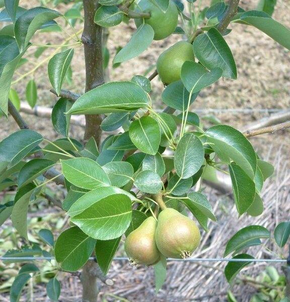 Cordon-trained pears can yield well (Image: John Fitzsimmons)