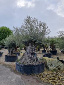 Olive trees are both sculptural and produce edible fruit (Image: Patrick Regnault)